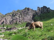 Pizzo dei Tre Signori (2554 m) dalla Val d’Inferno fiorita-24lu24 - fotogallery